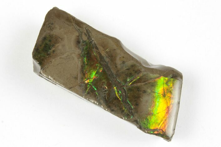 Iridescent Ammolite (Fossil Ammonite Shell) - Alberta, Canada #202377
